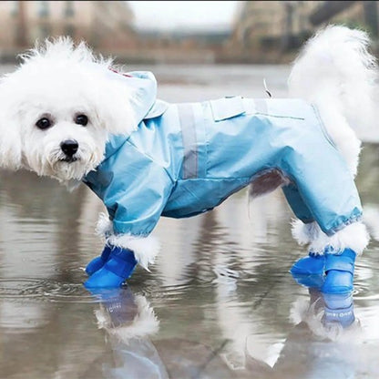 chaussure chien