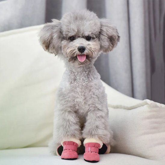 chaussure chien
