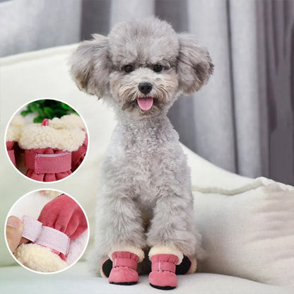 chaussure chien