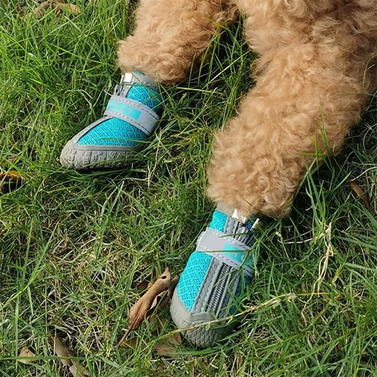 chaussure chien