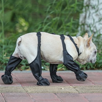 Chaussures chien