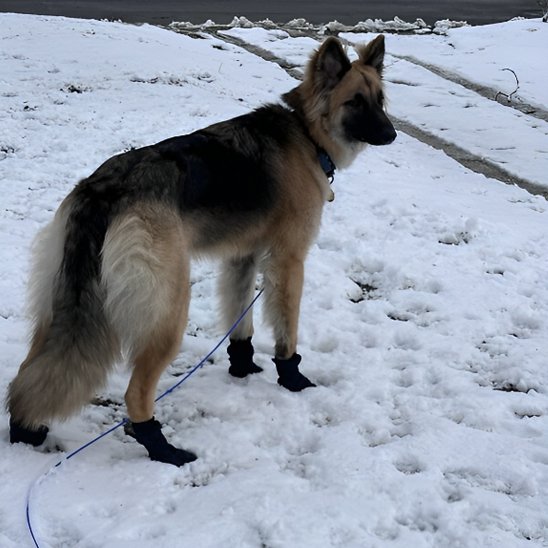 Chaussures chien 