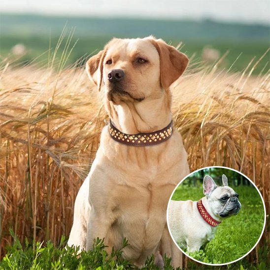 Collier chien