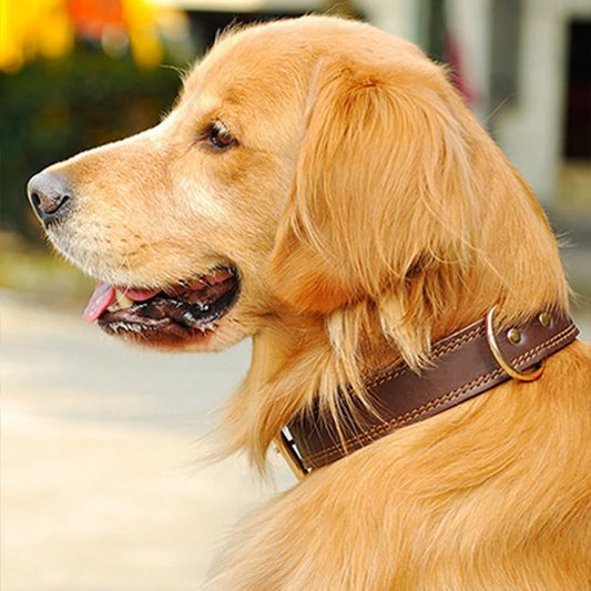 Collier chien