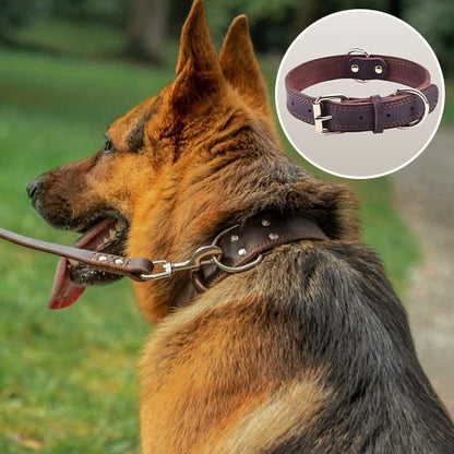 Collier chien
