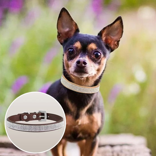 Collier chien