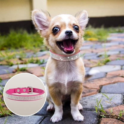 Collier chien