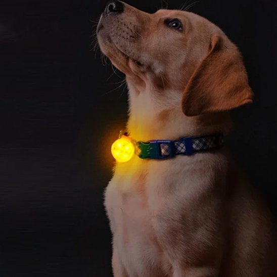 Collier chien