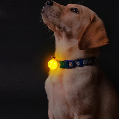 Collier chien