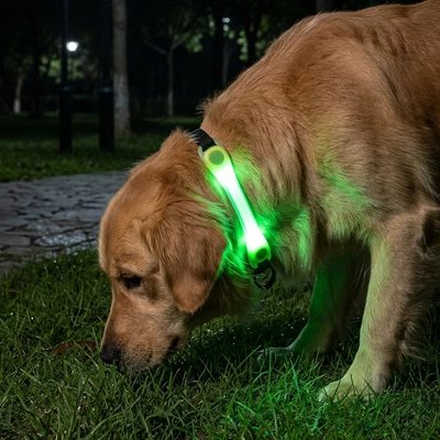 Collier Chien lumineux