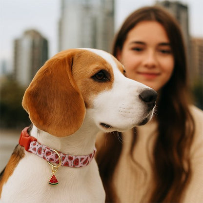 Collier chien