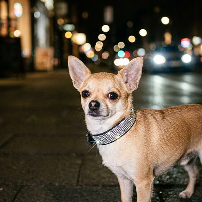 Collier Chien
