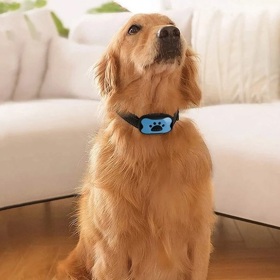 Collier de dressage pour Chien