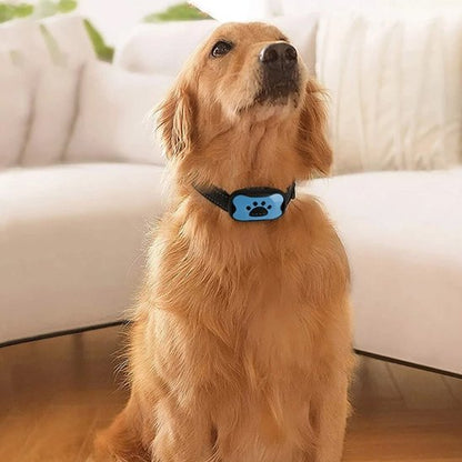 Collier de dressage pour Chien