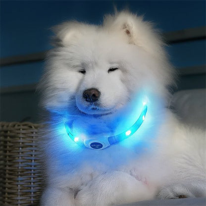 Collier lumineux chien