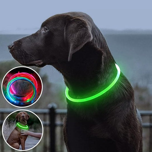 Collier lumineux chien 