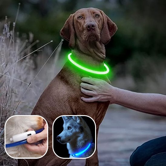 Collier lumineux chien 