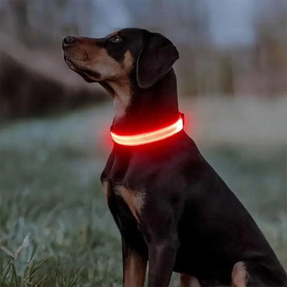 Collier lumineux pour chien