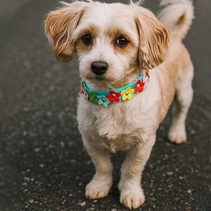 Collier pour chien
