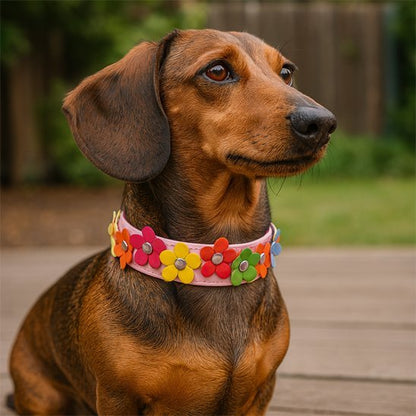 Collier pour chien