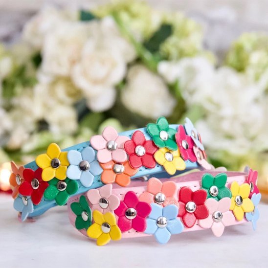 Collier pour chien