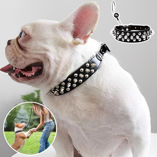 Collier pour chien 