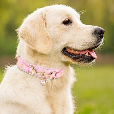 Collier pour Chien