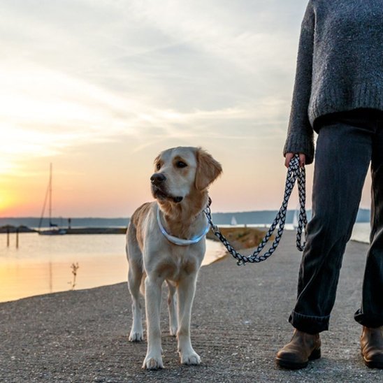 Collier pour chien