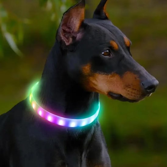 Collier pour chien