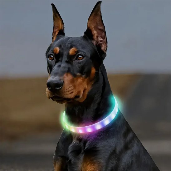 Collier pour chien