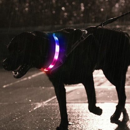 Collier pour chien