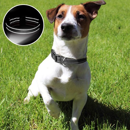 Collier pour chien 