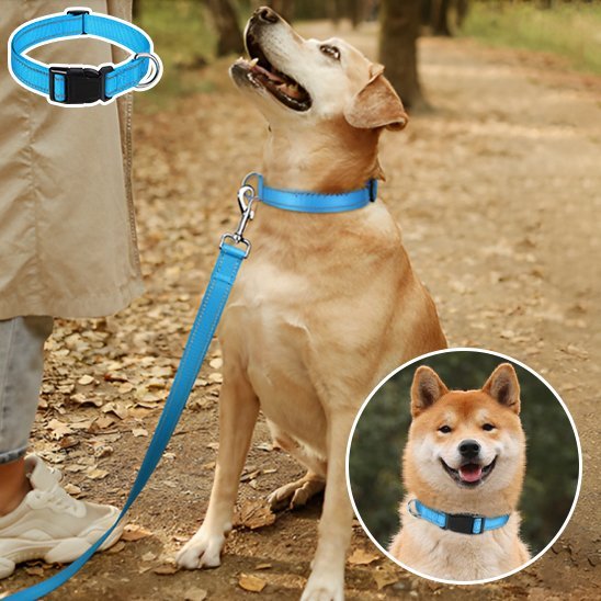 Collier pour chien 