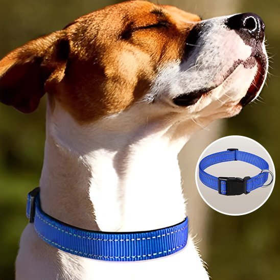 Collier pour chien 