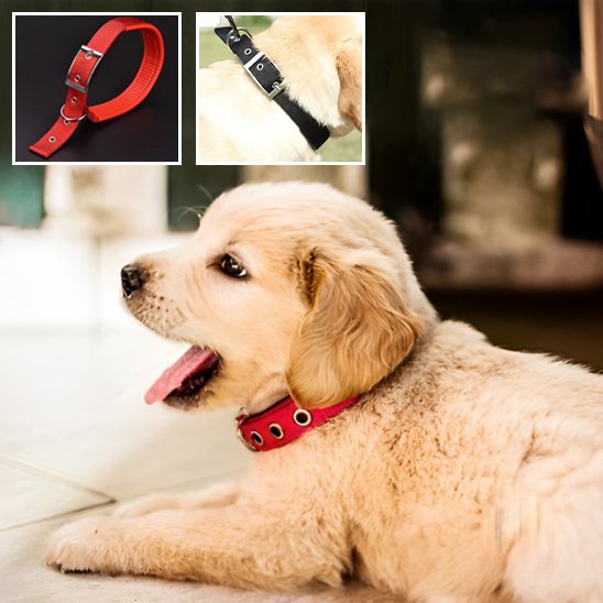 Collier pour chien
