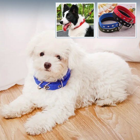 Collier pour chien