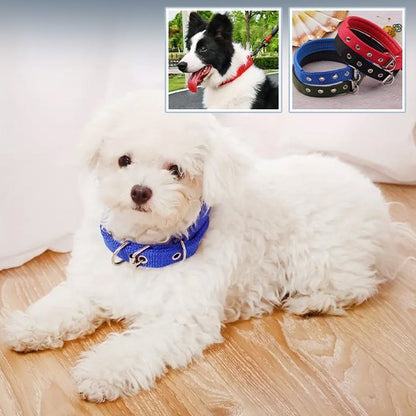 Collier pour chien