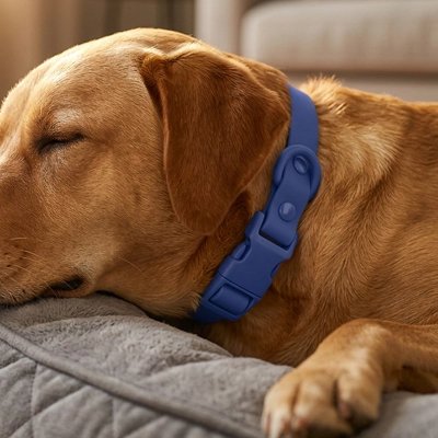 Collier pour Chien