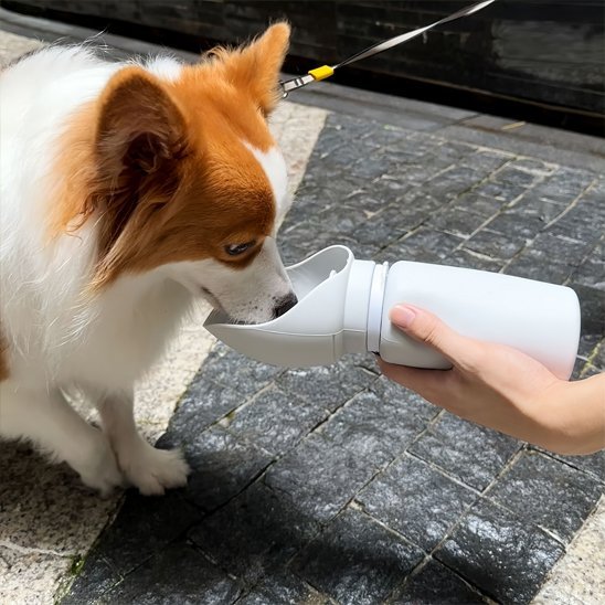 Gourde chien