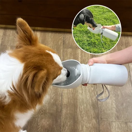 Gourde chien