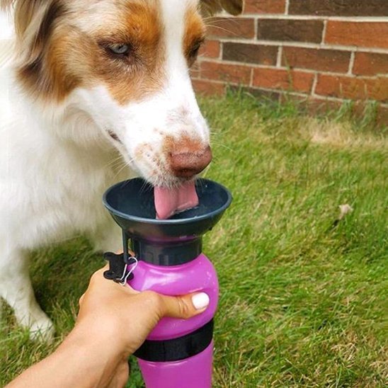 Gourde pour chien​