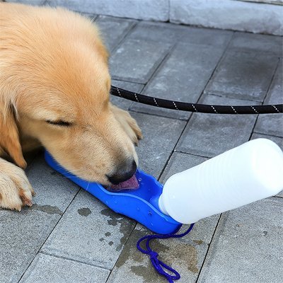 Gourde pour Chien
