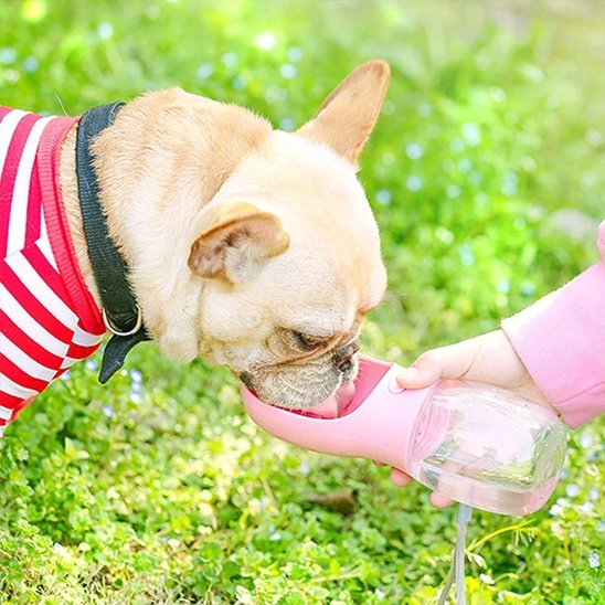 Gourde pour chien