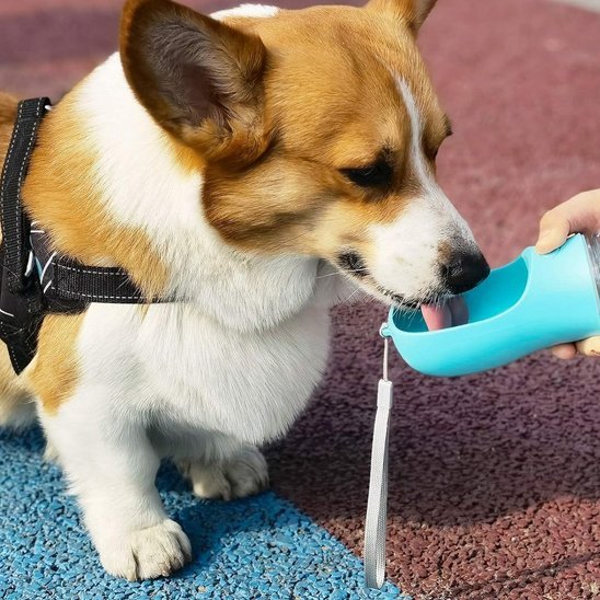 Gourde pour chien