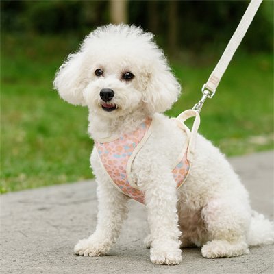 Harnais petit Chien