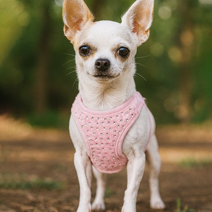 Harnais petit chien