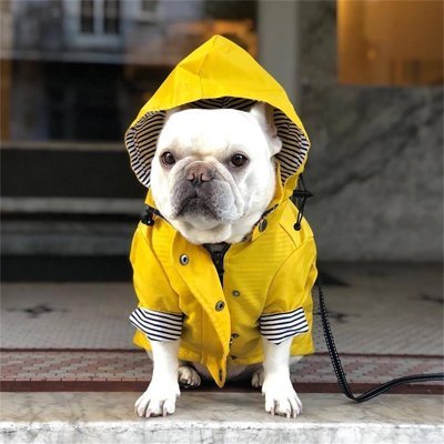 Imperméable pour chien​