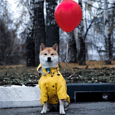 Imperméable pour chien​