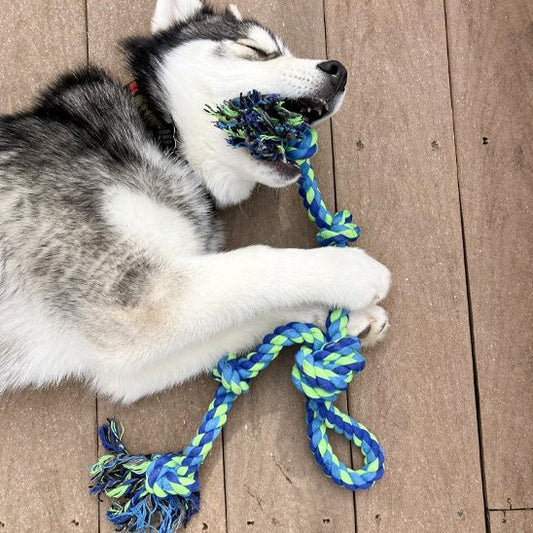 Jouet chien indestructible