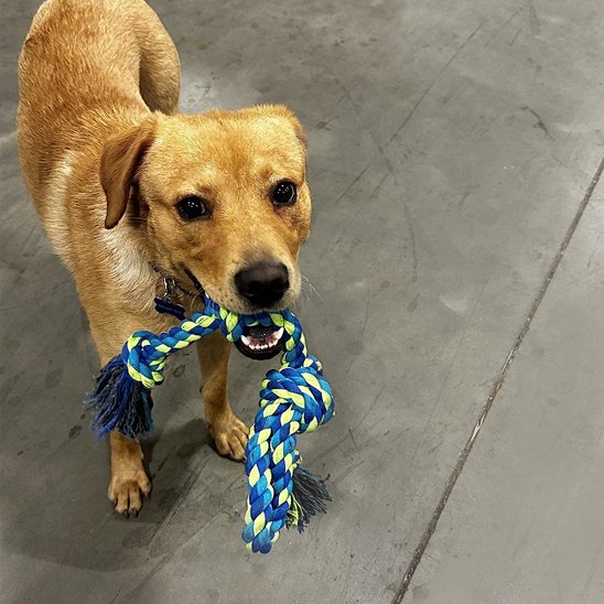 Jouet chien indestructible